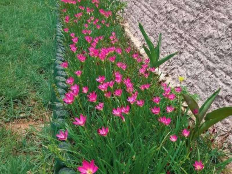 Adubo Orgânico No Jardim 