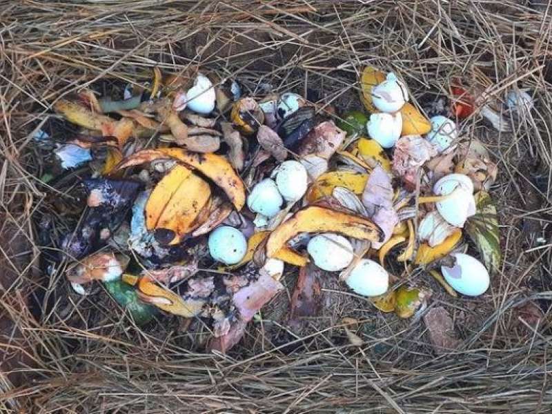Compostagem Doméstica 