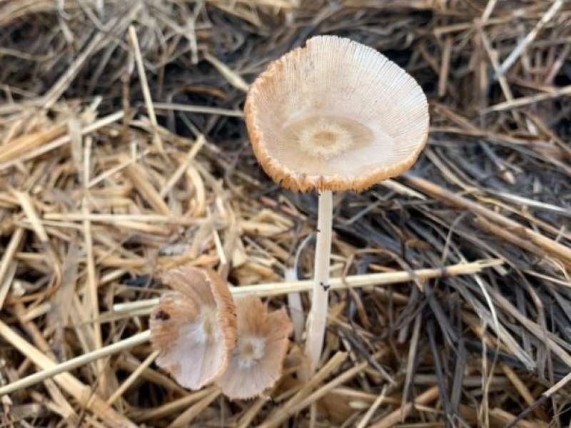 Fungos 