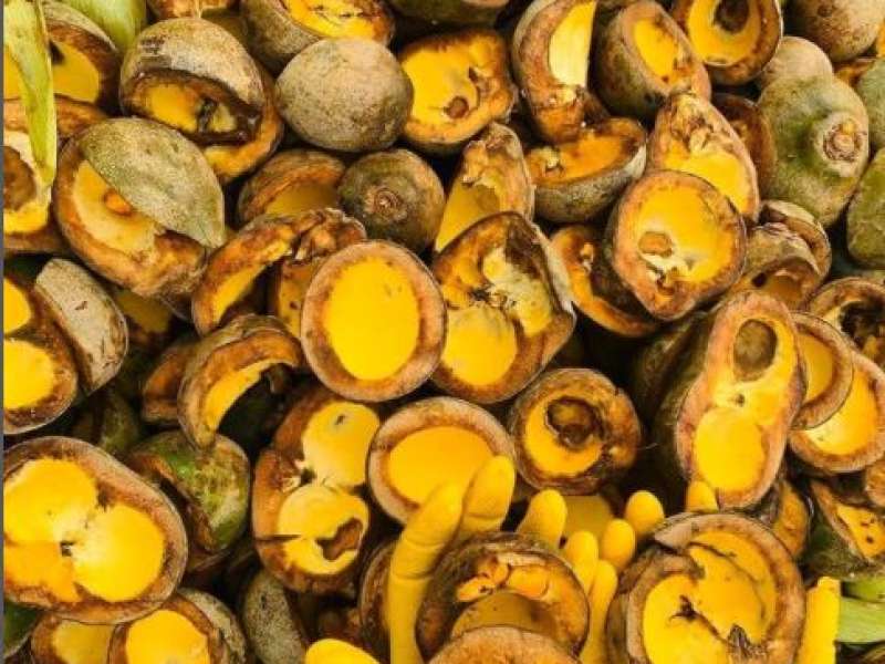 Reaproveitamento do Resíduo Orgânico 