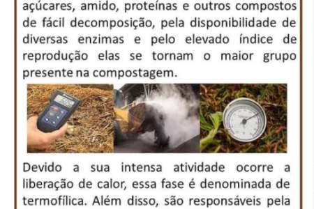 As Bactérias Na Compostagem 