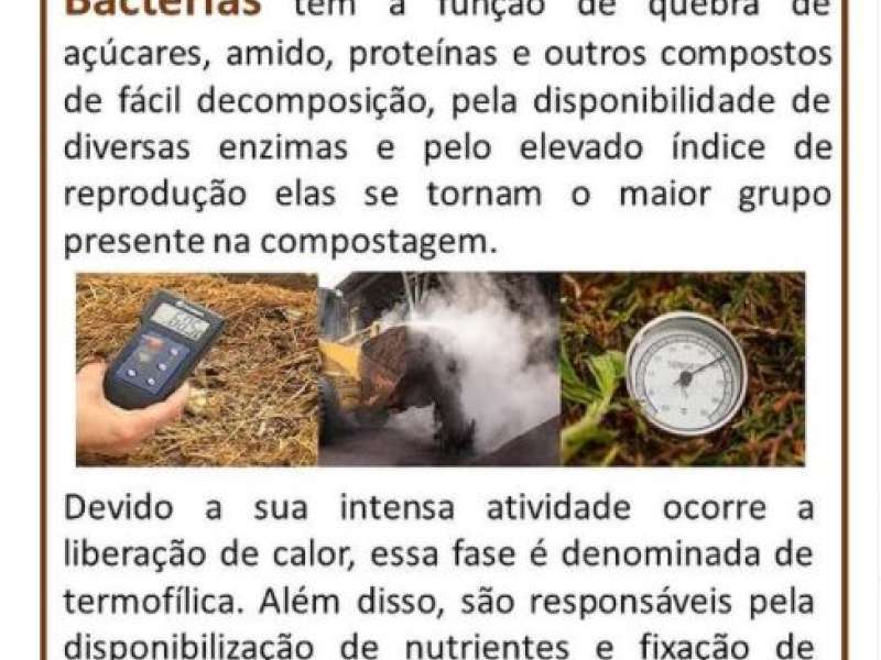 As Bactérias Na Compostagem 