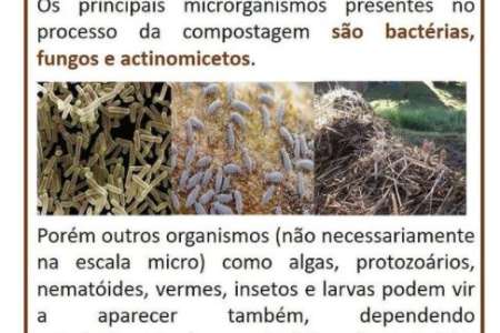 Os Microrganismos No Processo de Compostagem 