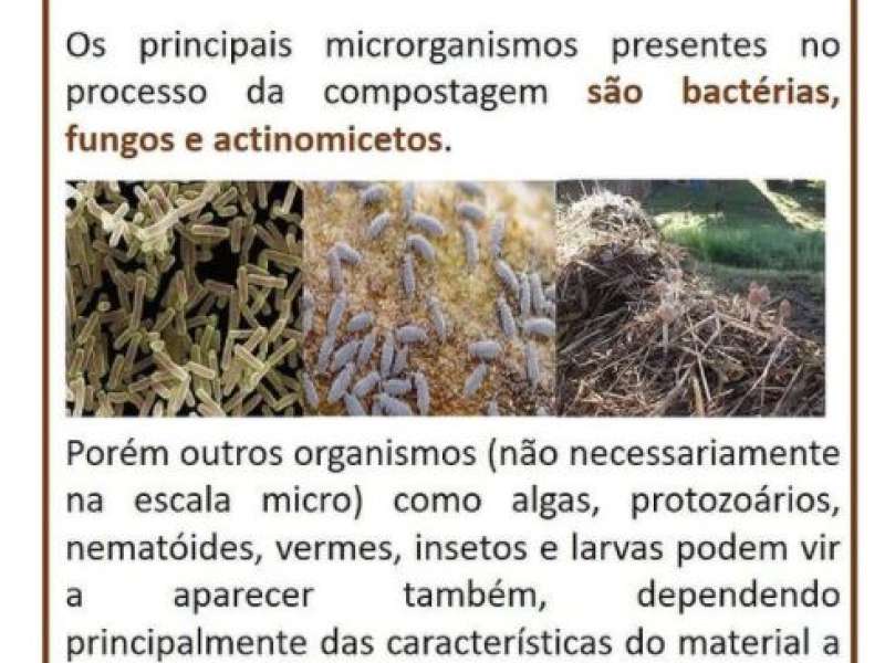Os Microrganismos No Processo de Compostagem 
