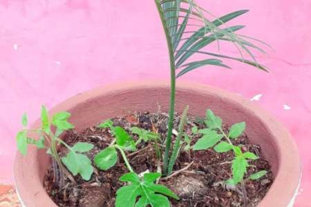 Germinação de Sementes do Composto Orgânico 