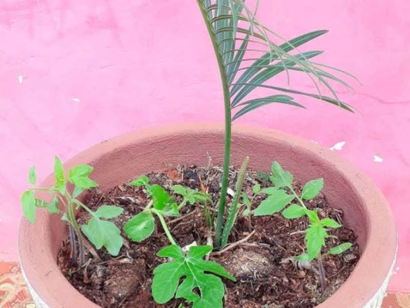 Germinação de Sementes do Composto Orgânico 