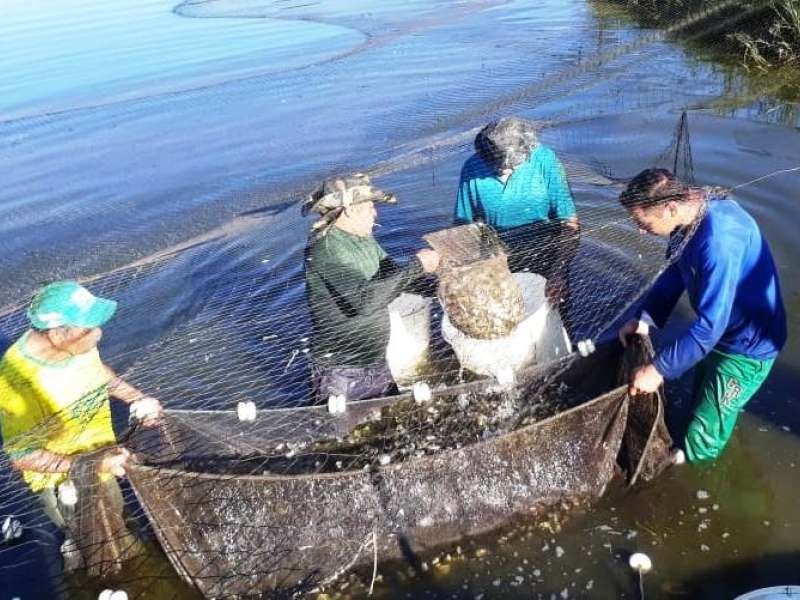 Parceria Empaer e Municípios do Consórcio Complexo Nascentes do Pantanal Incentiva A Piscicultura Na Região 