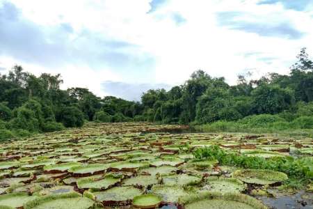 Três Anos de Ações Pelo Pacto Em Defesa do Pantanal 
