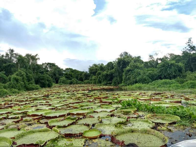 Três Anos de Ações Pelo Pacto Em Defesa do Pantanal 
